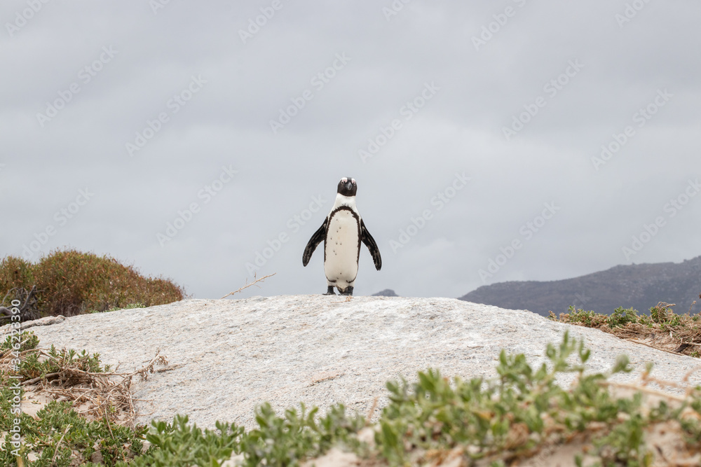 Obraz premium A lone penguin on a rock at Boulders Beach (Boulders Bay) in the Cape Peninsula in South Africa. The penguin colony is part of Table Mountain National Park. 
