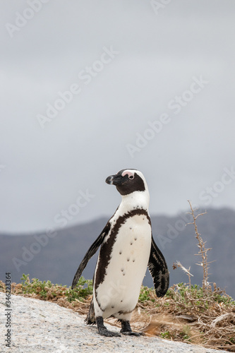 A lone penguin on a rock at Boulders Beach (Boulders Bay) in the Cape Peninsula in South Africa. The penguin colony is part of Table Mountain National Park. 