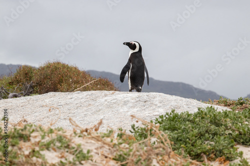 A lone penguin on a rock at Boulders Beach  Boulders Bay  in the Cape Peninsula in South Africa. The penguin colony is part of Table Mountain National Park. 