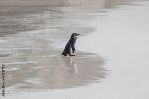 A lone penguin, including its reflection, in the water at Boulders Beach (Boulders Bay) in the Cape Peninsula in South Africa. The penguin colony is part of Table Mountain National Park. 