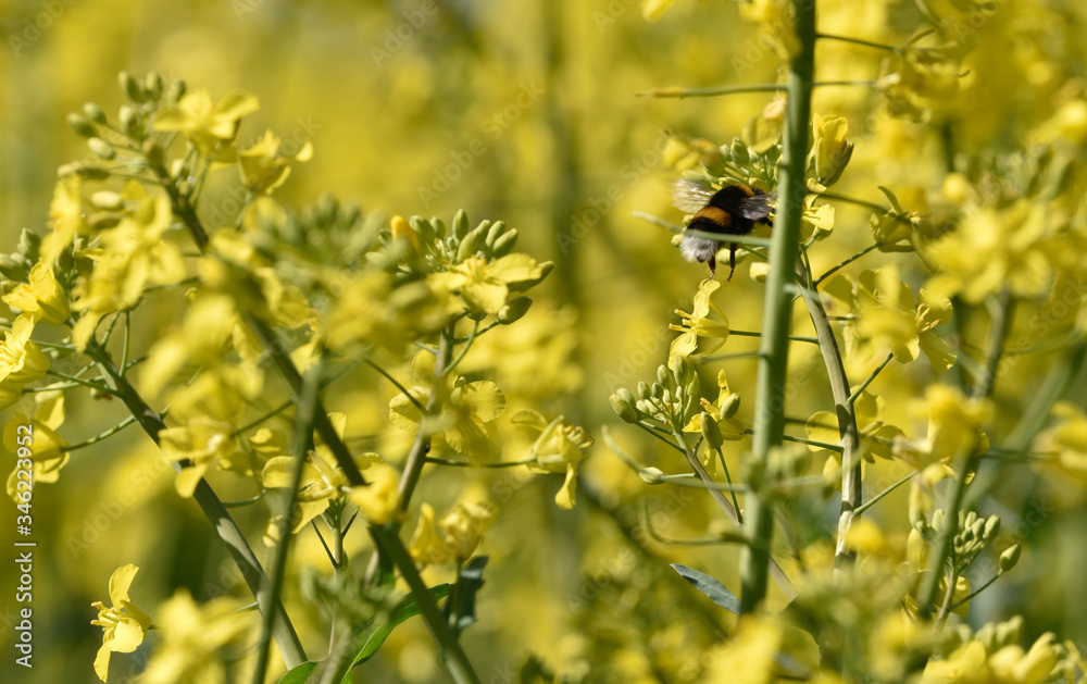 Bees collect pollen from flowers Bees collect pollen from flowers