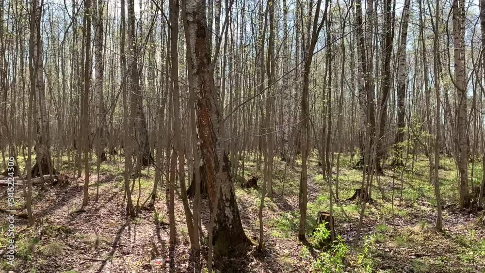 Panorama of first days of spring in a forest, long shadows, blue sky, Buds of trees, Trunks of birches, sunny day, path in the woods Panorama of first days of spring in a forest, long shadows, blue sky, Buds of trees, Trunks of birches, sunny day, path in the woods