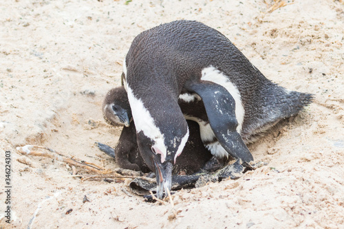 Penguins belonging to a penguin colony in the sand at Boulders Beach (Boulders Bay) in the Cape Peninsula in South Africa. Boulders Beach is part of Table Mountain National Park. 