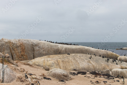 Penguin colony on a large rock in Boulders Beach (Boulders Bay) in the Cape Peninsula in South Africa. Boulders Beach is part of Table Mountain National Park. In the background is the Atlantic ocean.  photo