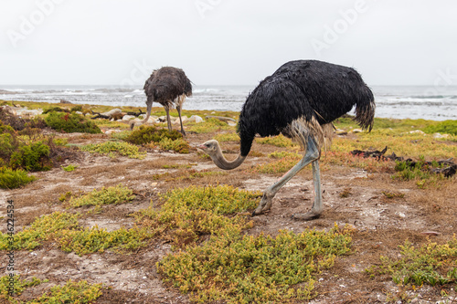 Two ostriches on the beach of Cape of Good Hope in Table Mountain National Park in South Africa. In the background is the sea. 