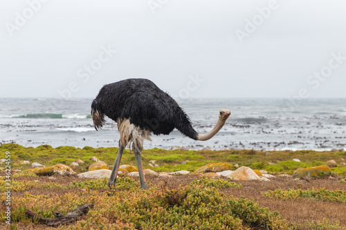 Ostrich on the beach of Cape of Good Hope in Table Mountain National Park in South Africa. In the background is the sea. 