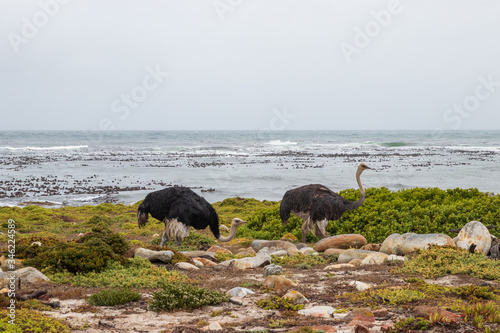 Two ostriches at the beach of Cape of Good Hope in Table Mountain National Park in South Africa. In the background is the sea. 