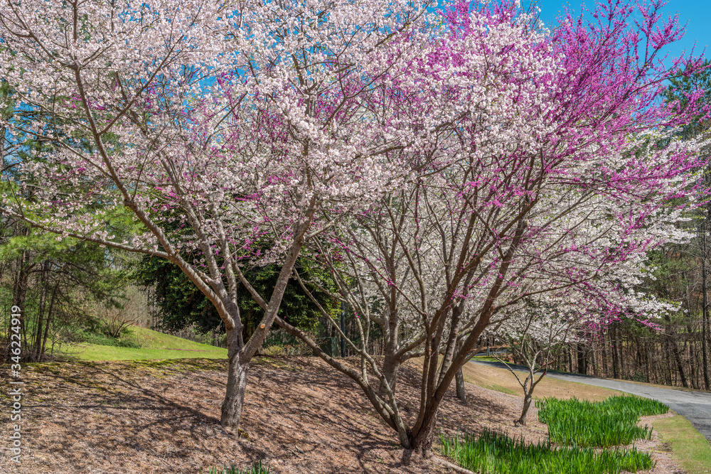 Fototapeta premium Flowering trees in springtime