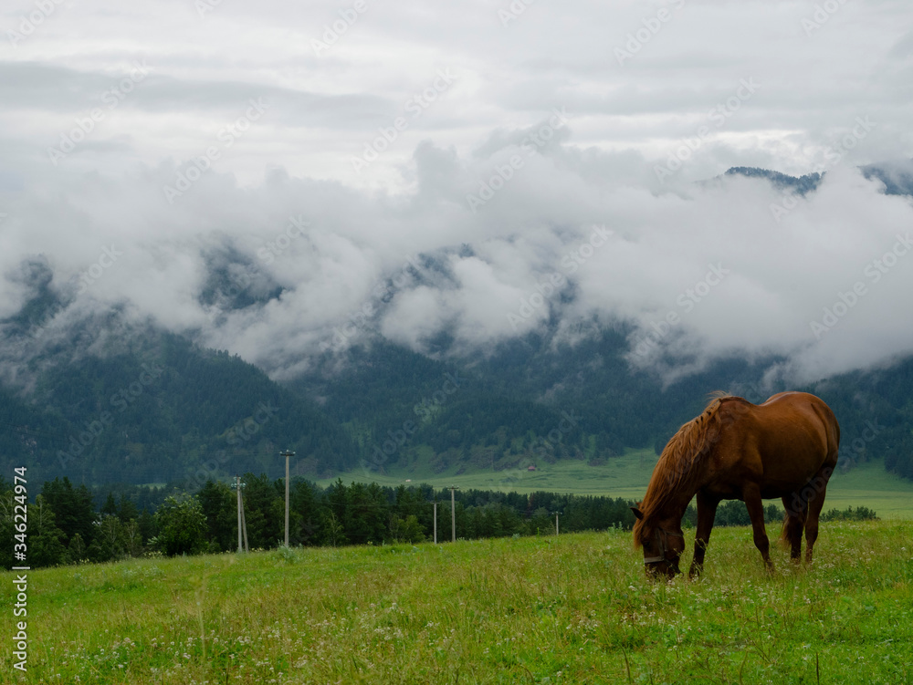 horse in the mountains