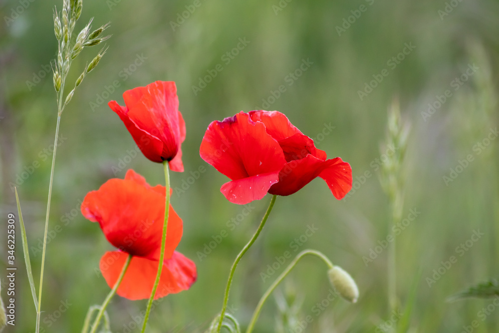 Drei rote Mohnblüten des Klatschmohns auf einer Feldwiese und Blumenwiese im Frühling zeigen die rote Klatschrose in voller Blüte vor natürlichem grünen Hintergrund mit Copy Space für Frühlingsgefühle Drei rote Mohnblüten des Klatschmohns auf einer Feldwiese und Blumenwiese im Frühling zeigen die rote Klatschrose in voller Blüte vor natürlichem grünen Hintergrund mit Copy Space für Frühlingsgefühle