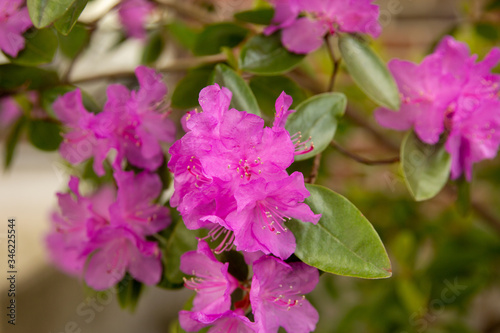 pink flowers