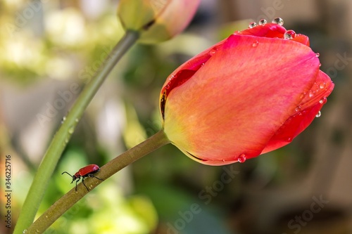 In the light of spring Red lily beetle (Lilioceris lilii)