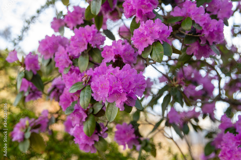 Fototapeta premium pink flowers in the garden