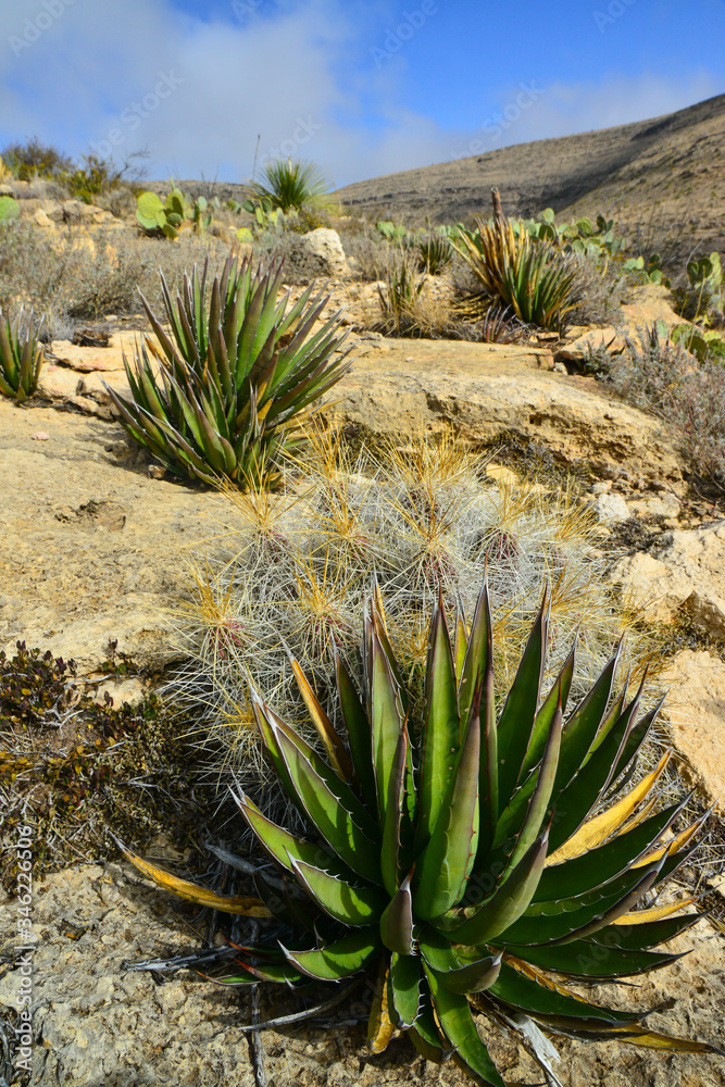 Agave, yucca, cacti and desert plants in a mountain valley landscape in New Mexico, Agave, yucca, cacti and desert plants in a mountain valley landscape in New Mexico,