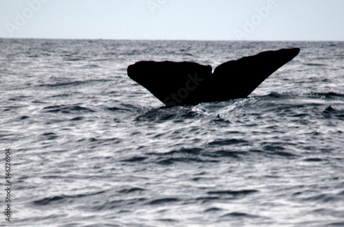 A sperm whale showing a big tale, at Kaikoura, New Zealand.