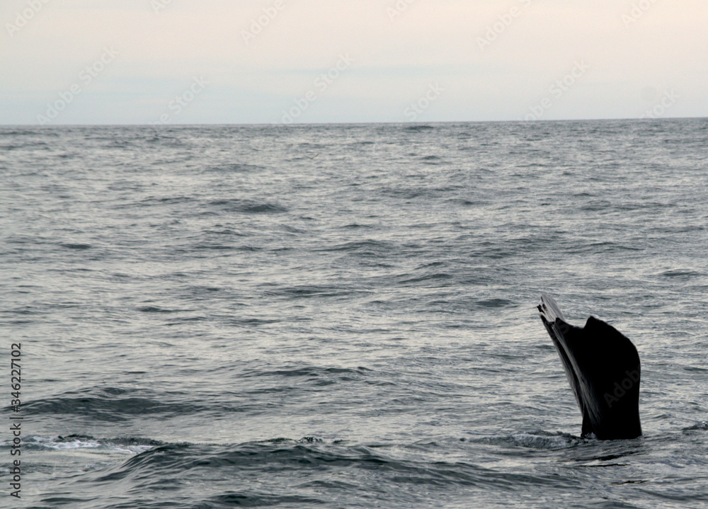 Fototapeta premium Sperm whale tail diving at Kaikoura, New Zealand