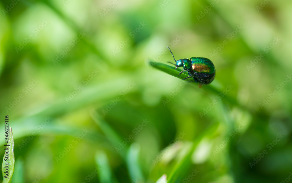 A small green insect is caught on a green leaf A small green insect is caught on a green leaf