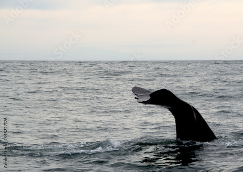 Sperm Whale tale at Kaikoura Coast, New Zealand © Sofia ZA
