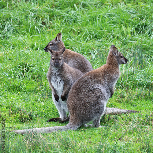 Wallaby de Bennett 