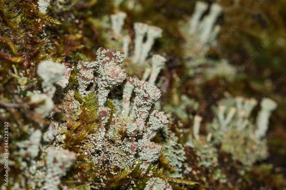 Flechte Trompetenflechte, Cladonia fimbriata Flechte Trompetenflechte, Cladonia fimbriata