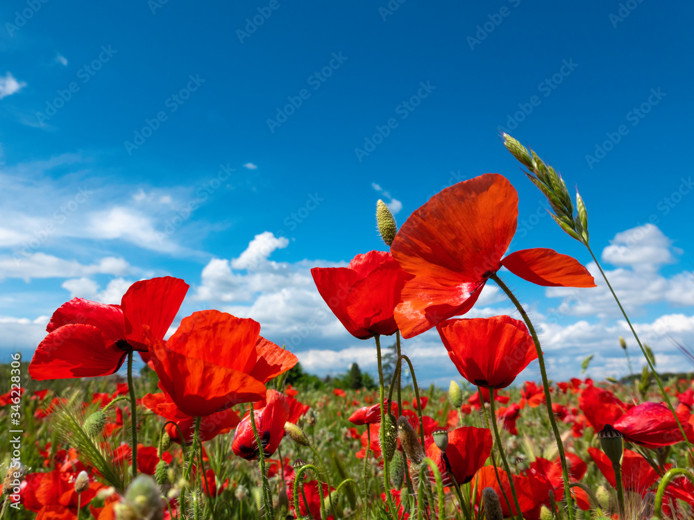 Naklejka premium red poppy flowers with blue sky.