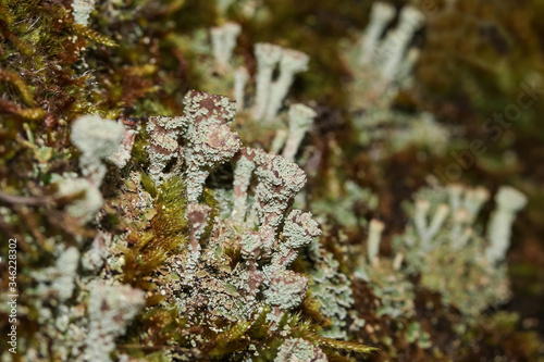 Flechte Trompetenflechte, Cladonia fimbriata © evbrbe