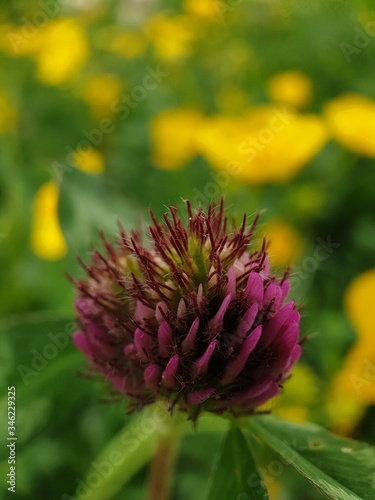 flower of a flower