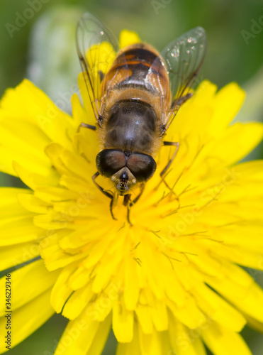 A Drone Fly (Eristalis tenax) hoverfly