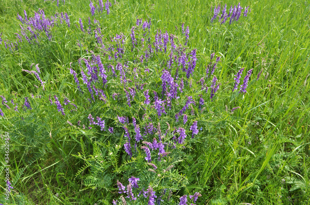 Obraz premium In the wild, Vicia tenuifolia blooms
