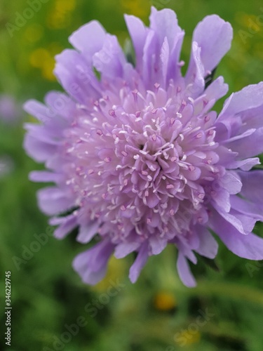 close up of a pink dahlia