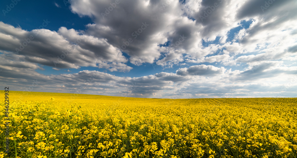Yellow rapeseed field against the sky with clouds.