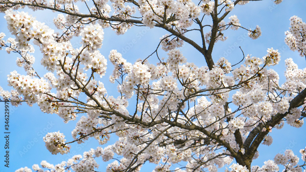 BOTTOM UP: Slim cherry tree branches are covered in pristine white blossoms BOTTOM UP: Slim cherry tree branches are covered in pristine white blossoms