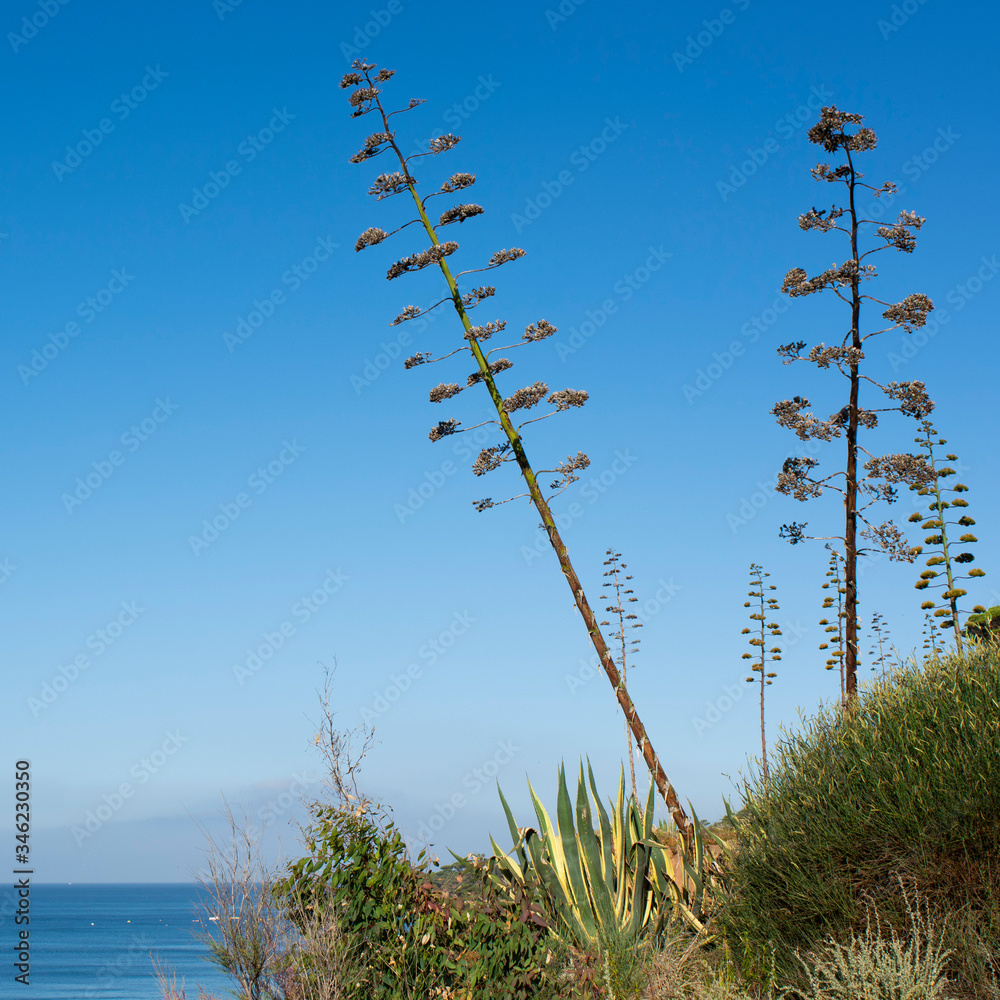 Agave Plants in Portugal