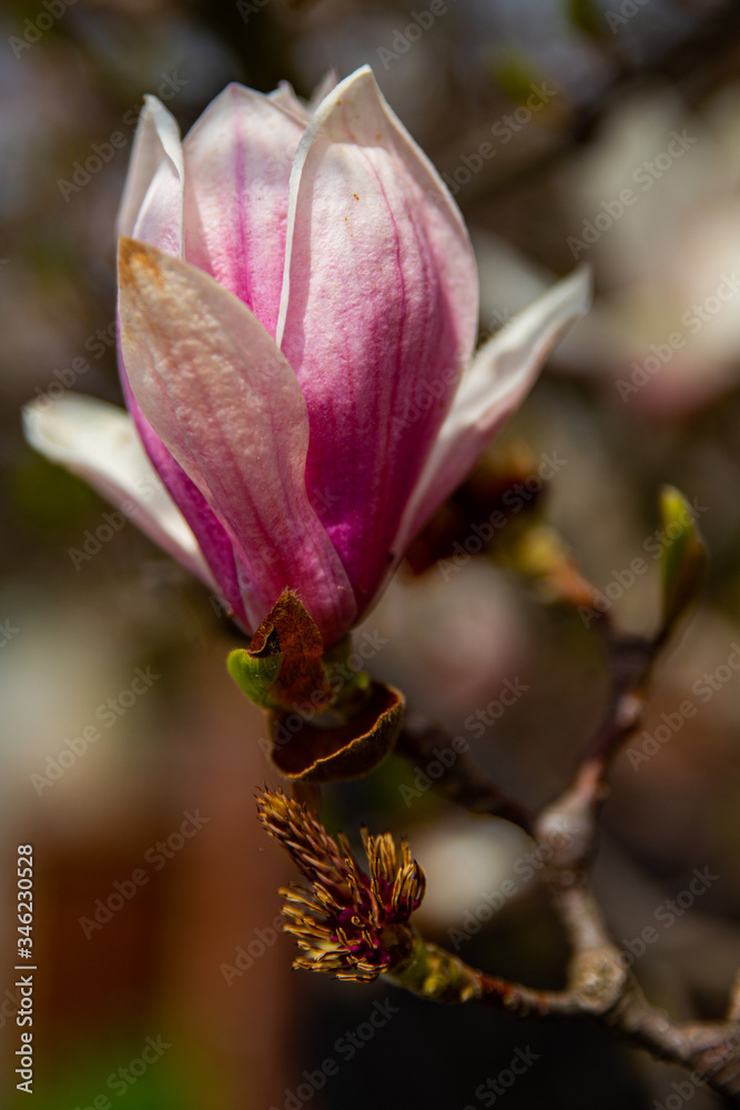 magnolia magnolia