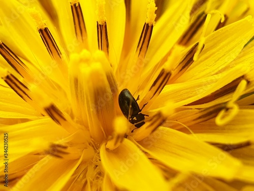 bee on yellow flower