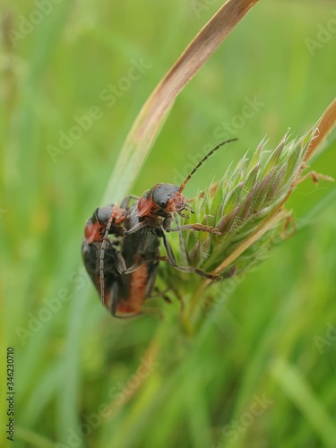 bug on a leaf