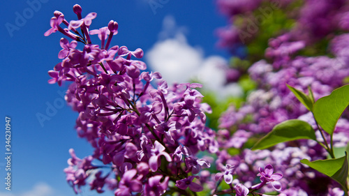 Lilac tree in front of cloudy and blue sky. Lilac tree in spring of May.