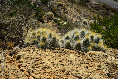 Cacti (Echinocereus sp.) and Opuntia, yucca, agaves and other desert plants in the mountains landscape in New Mexico, USA photo