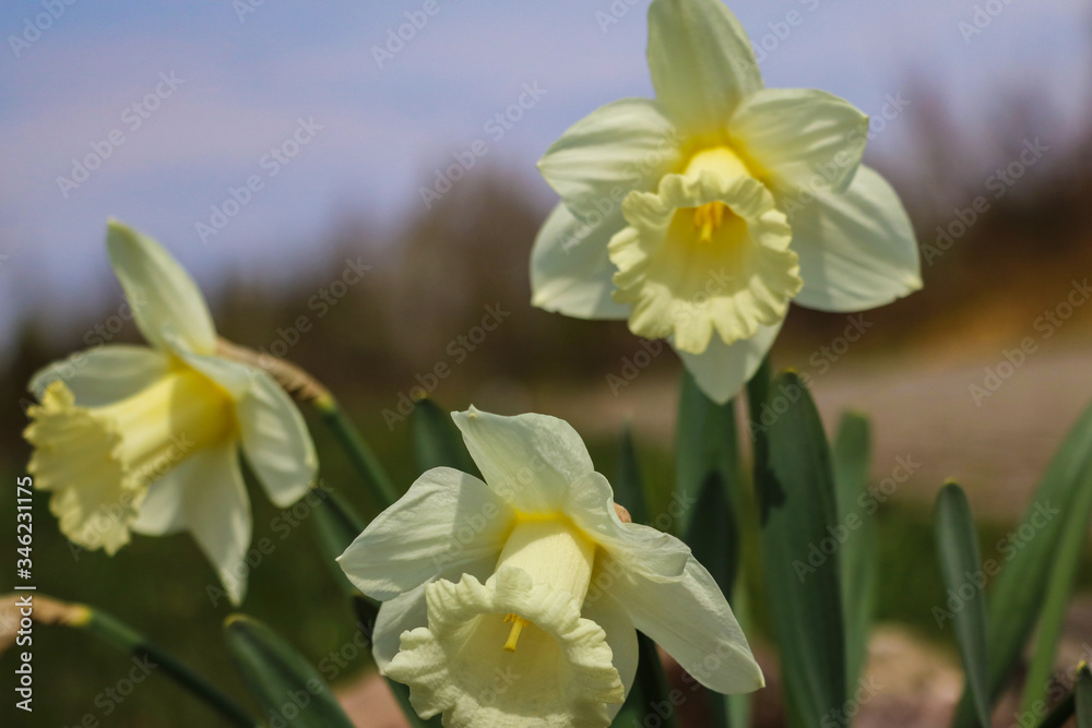 yellow Daffodils in the garden, selective focus. yellow Daffodils in the garden, selective focus.
