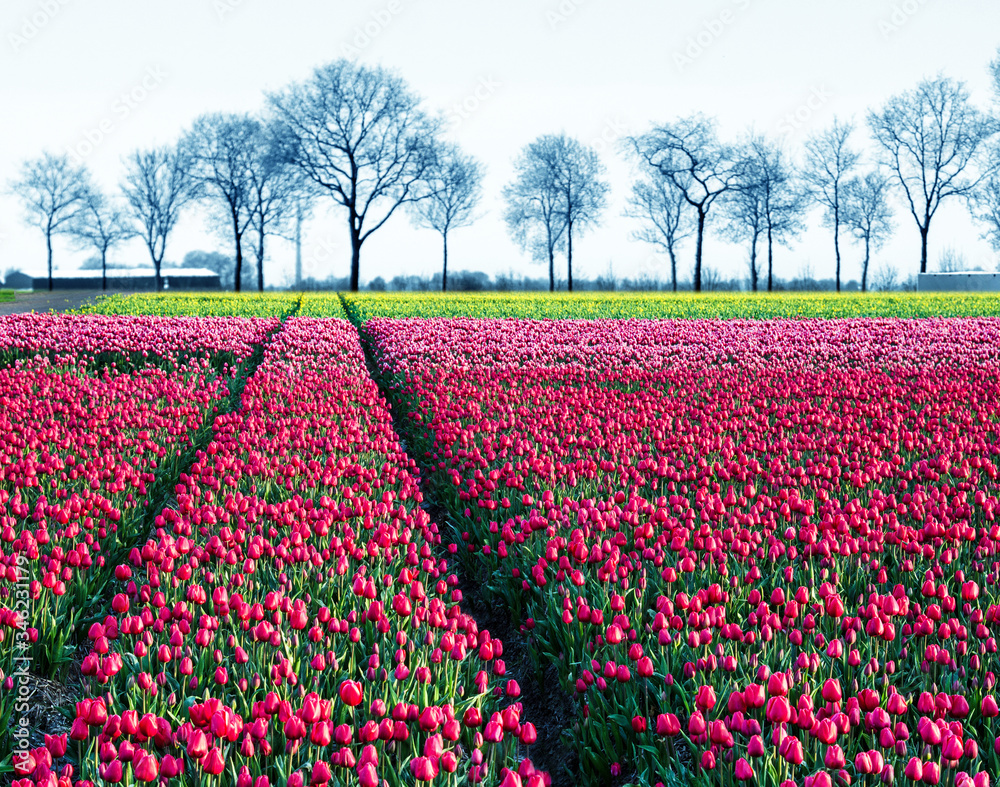 fabulous mystical stunning magical spring landscape with a tulip field on the background of a row of trees in Holland. Charming places.
