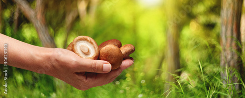 edible mushroom in hand on the background of the forest, summer season