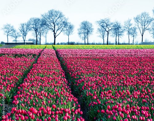 Obraz na płótnie fabulous mystical stunning magical spring landscape with a tulip field on the background of a row of trees in Holland. Charming places. w salonie