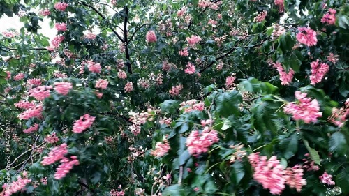 Wallpaper Mural Pink flowers on a chestnut tree are affected by wind and rain Torontodigital.ca