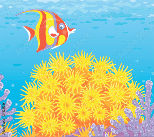 Fototapeta Naklejka Na Ścianę i Meble -  Funny striped butterfly fish swimming over bright colorful corals in blue water of an amazing reef in a tropical sea, vector cartoon illustration