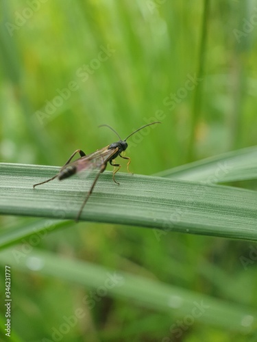 grasshopper on a leaf