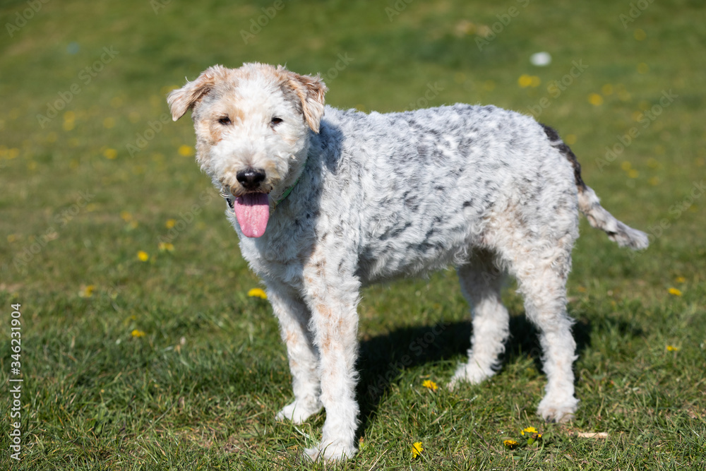 Tired of running, a white and gray mixed breed dog walks with a protruding tongue to cool off.