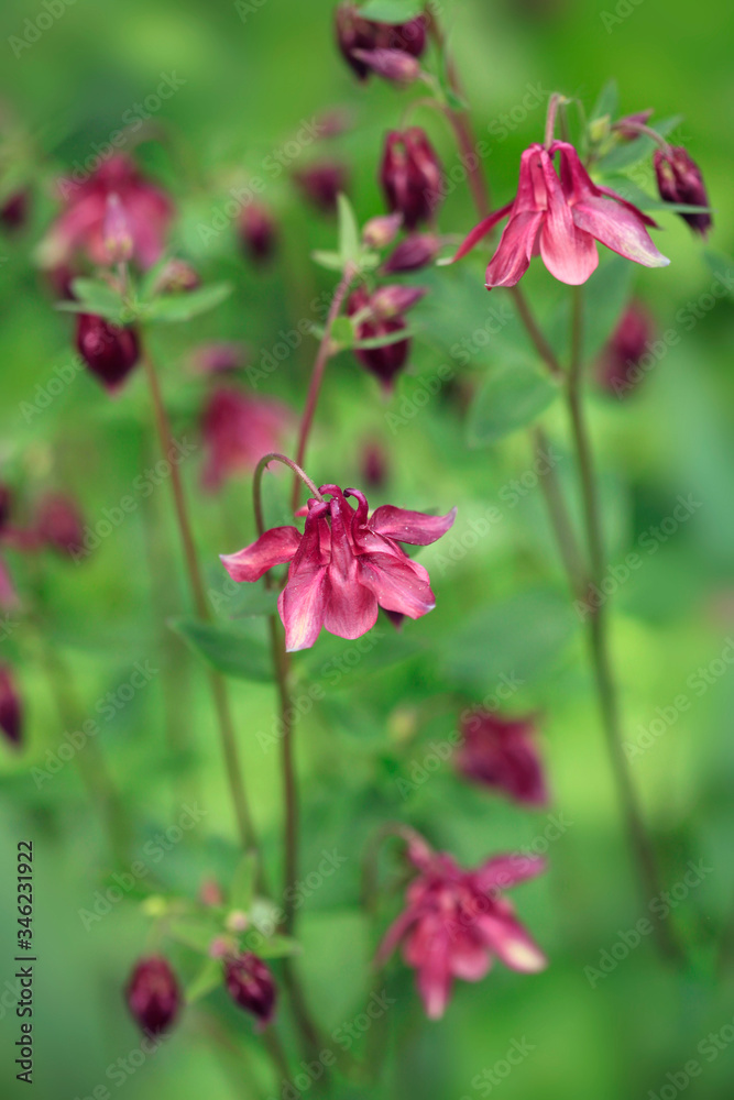 Purple flowers on green background Purple flowers on green background
