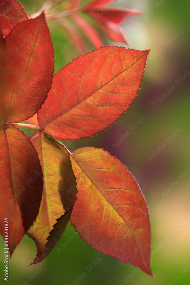 Colorful leaves on nature background Colorful leaves on nature background
