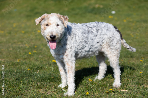 Tired of running, a white and gray mixed breed dog walks with a protruding tongue to cool off. © fotodrobik