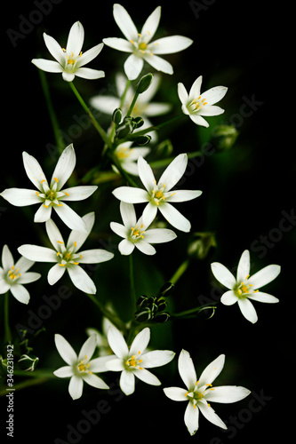White flowers on balck background